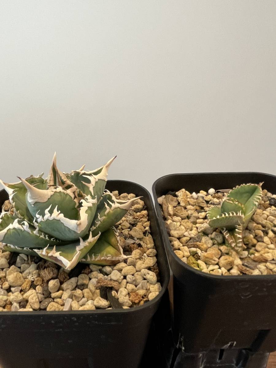 アガベ チタノタ【IVORY WA】希少 発根済み子株① 検）清櫻 穿山甲 SAD