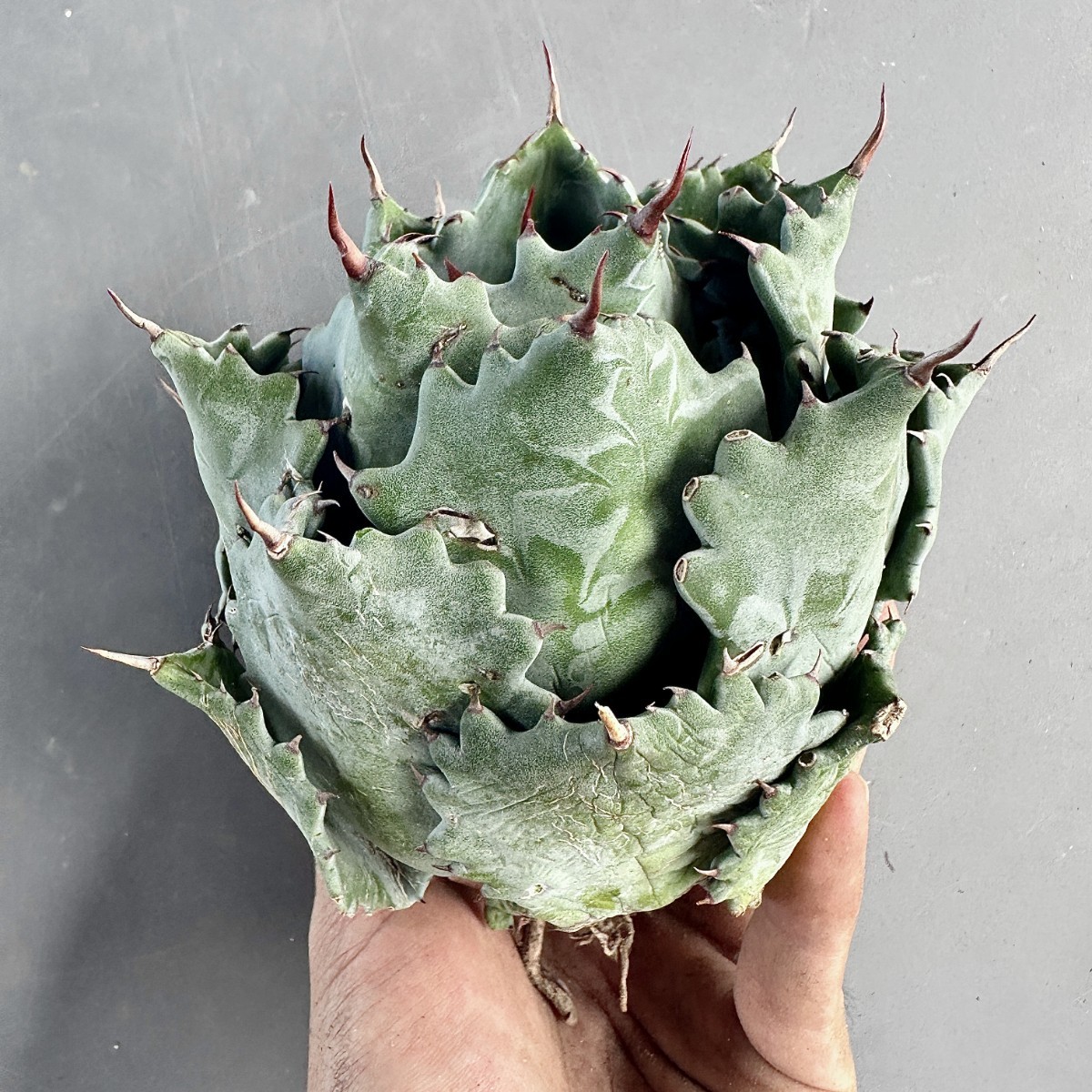 V29 激レア高級品種 アガベ チタノタ メキシコ輸入産地種現地株 雷帝甲蟹 丸い叶 コンパクト包葉形 極上美株