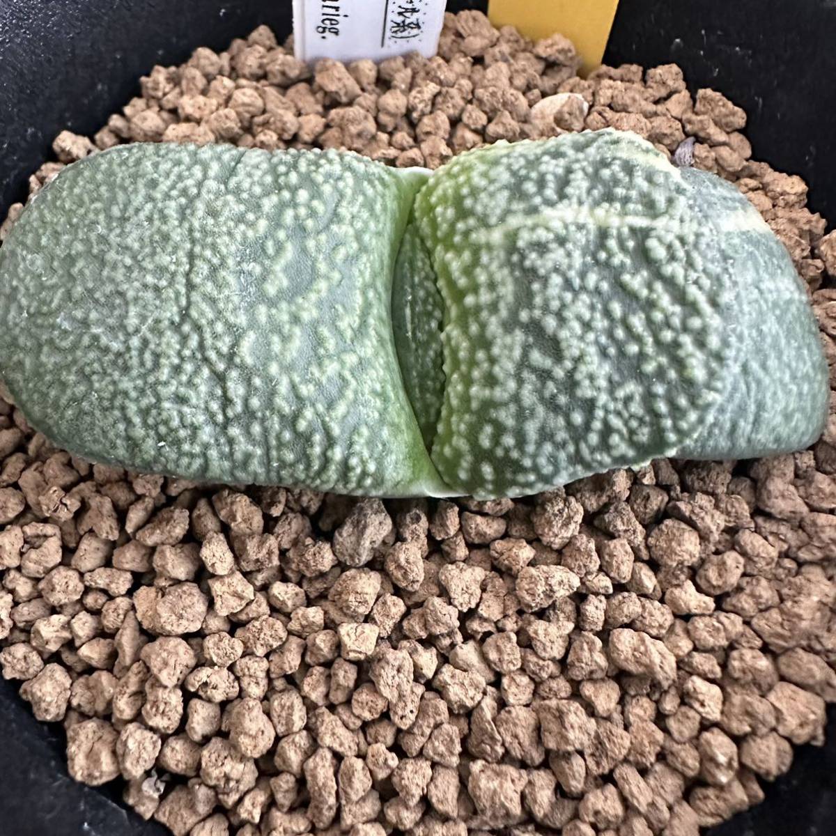 ★奈研★サボテン・多肉植物★339★ガステリア 臥牛錦(伊達×パール系) Gasteria armstrongii varieg. 約W5.8cm