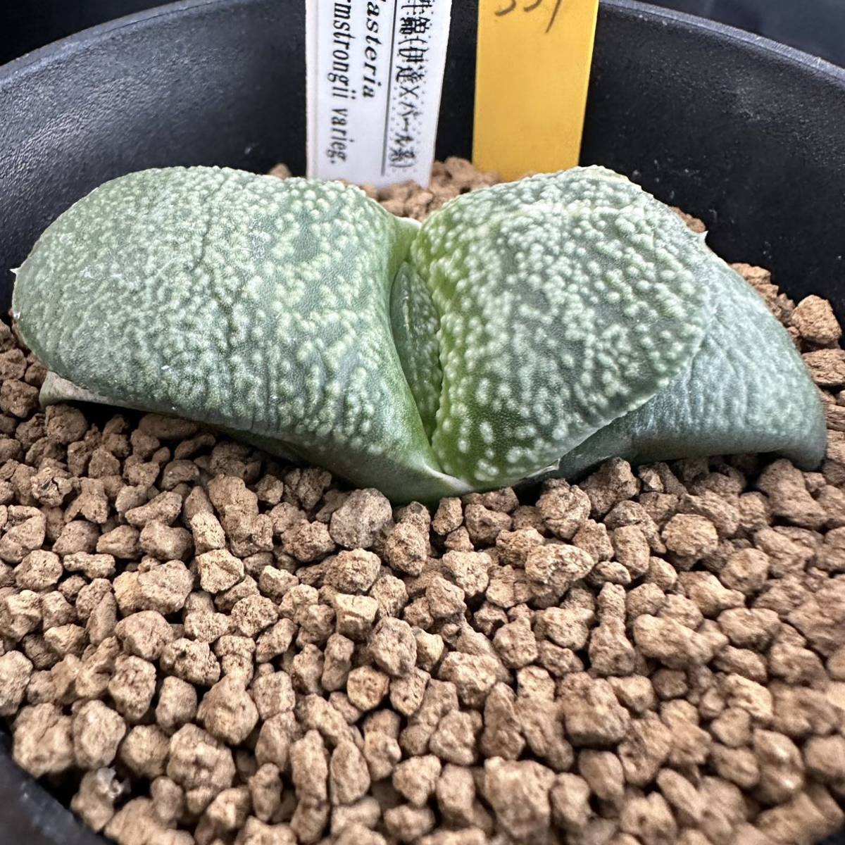 ガステリア　パール臥牛錦 多肉植物 ガステリア 臥牛錦 パール系 ☆奈研☆サボテン・多肉植物