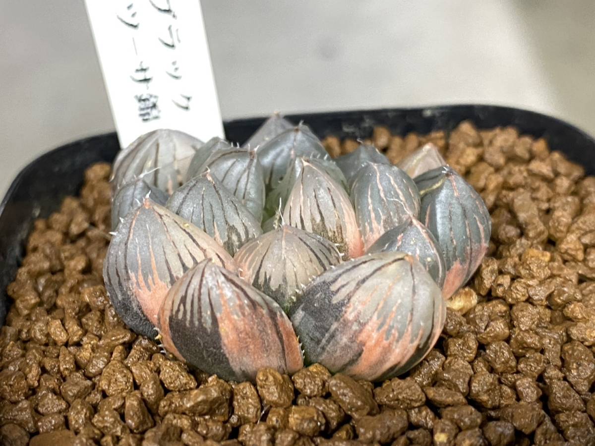 多肉植物 ハオルシア オブツーサ OMブラック錦 【公式通販】