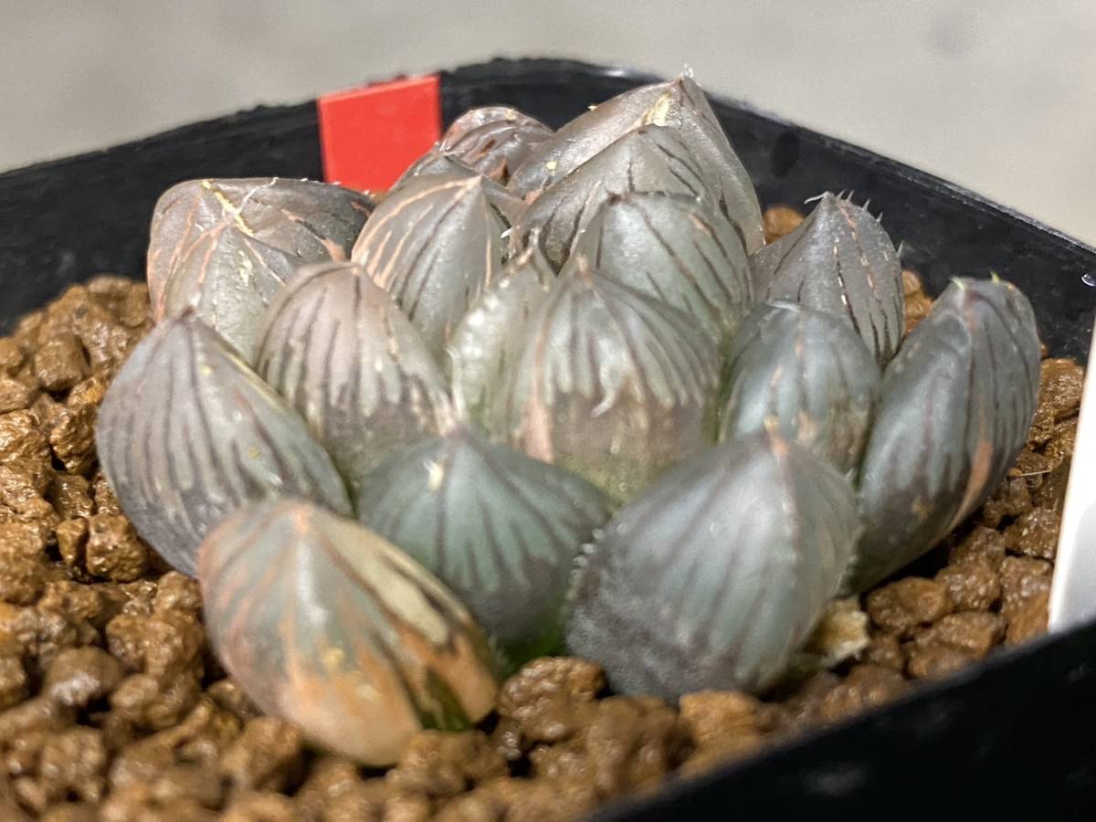 多肉植物 ハオルシア オブツーサ OMブラック錦 【公式通販】