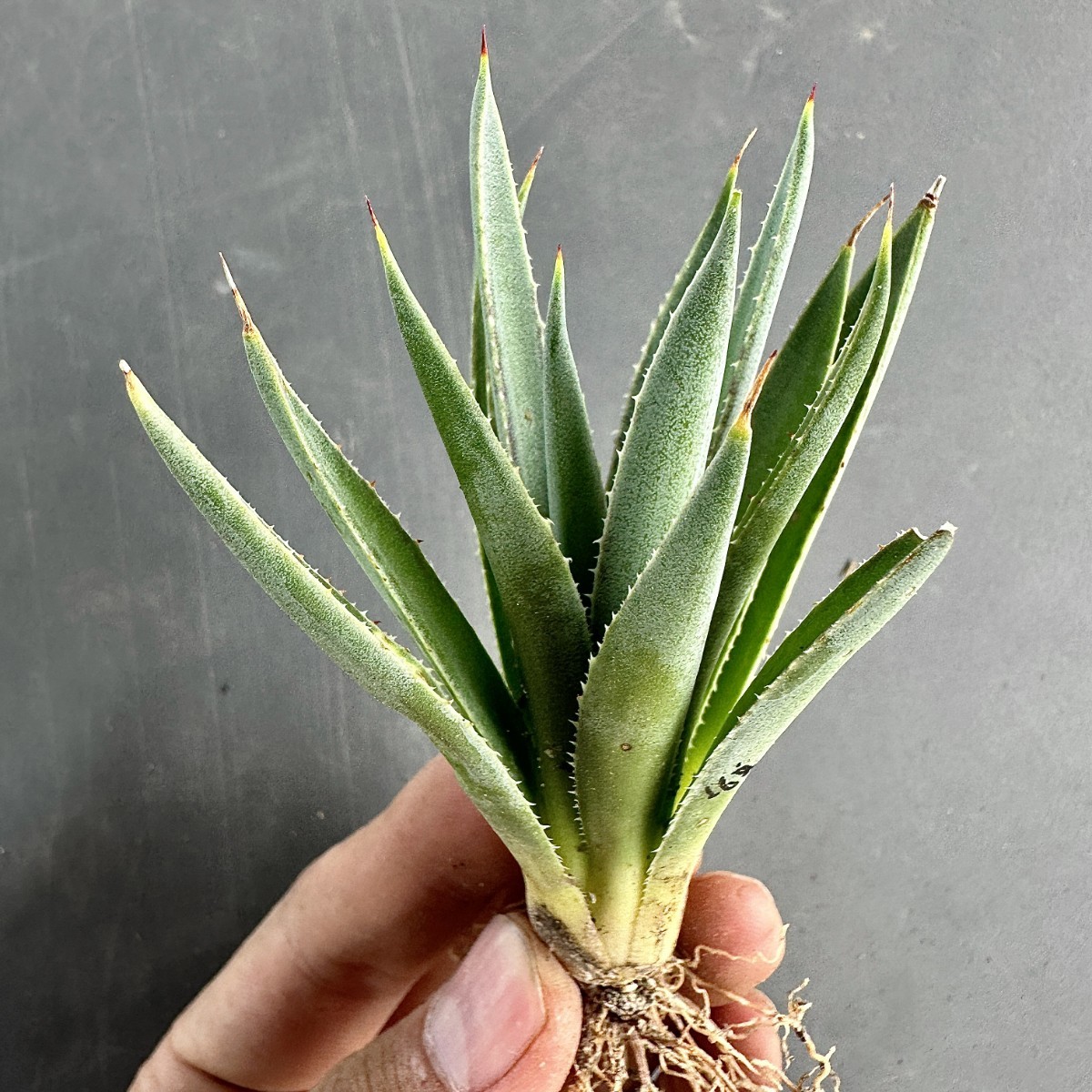 T68 激レア高級品種 アガベ 血統 Bloodlines 特殊錦 超希少錦 鮮明錦 極上