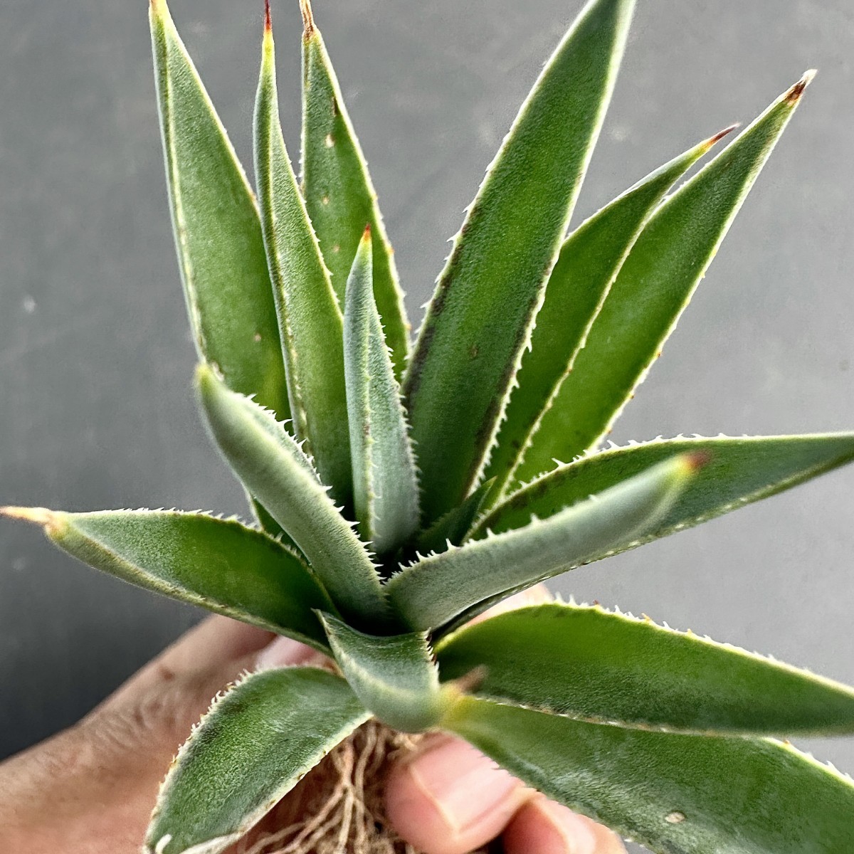 T68 激レア高級品種 アガベ 血統 Bloodlines 特殊錦 超希少錦 鮮明錦 極上