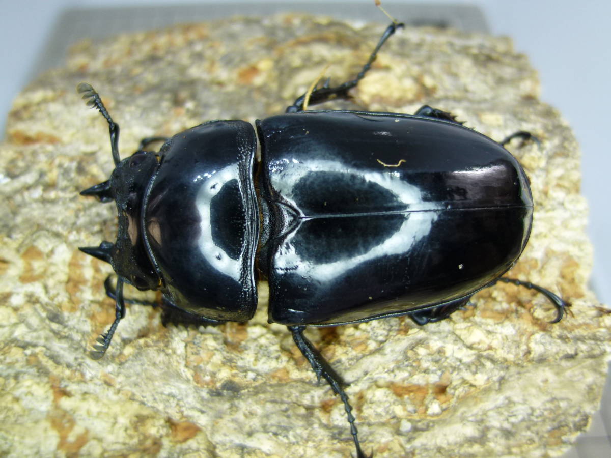 タランドゥスオオツヤクワガタ 新成虫 ♀単品　②