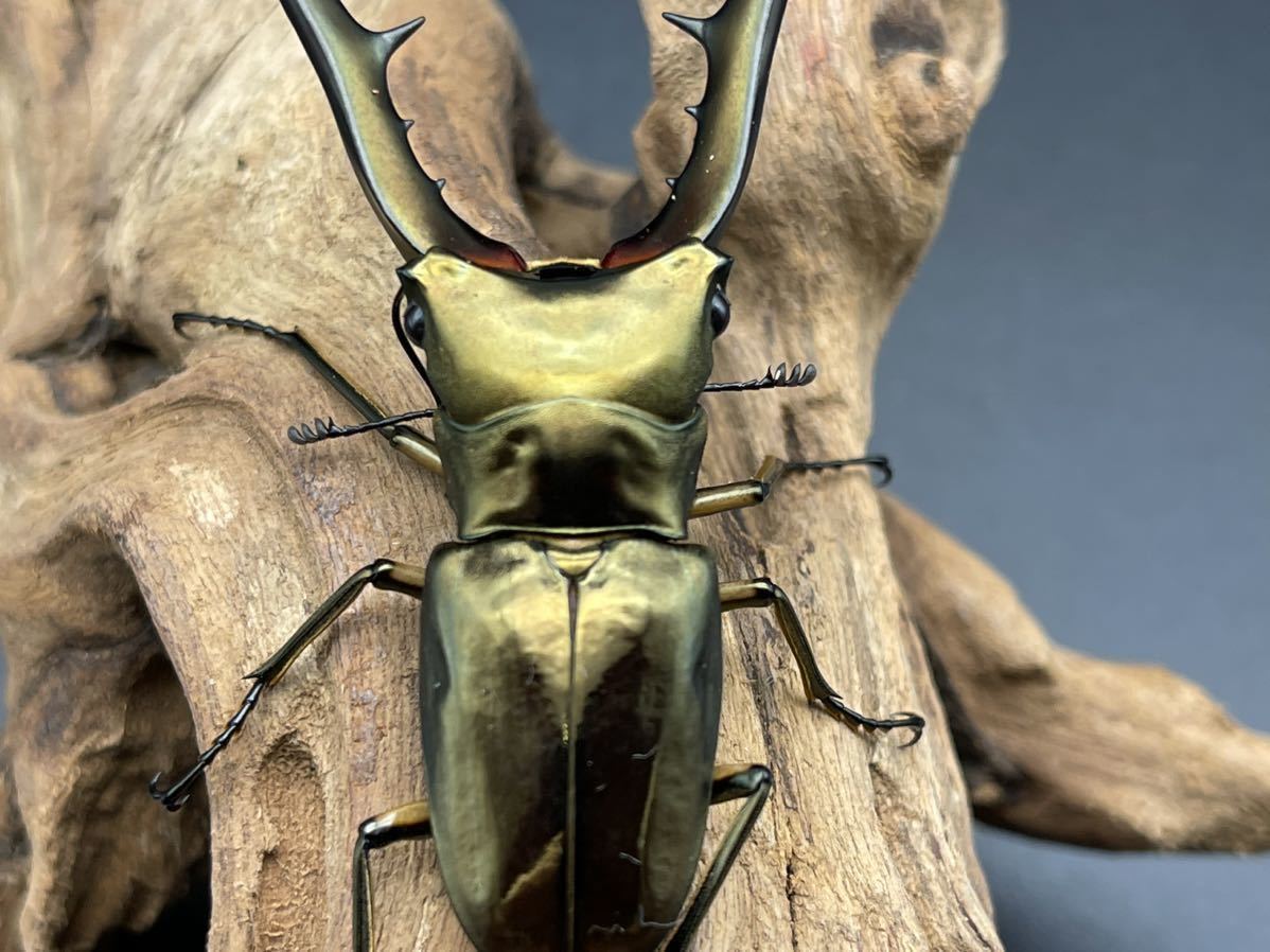 [月岡] サンギレンシス　72ミリペア　完品　メタリフェルホソアカクワガタ　亜種サンギレンシス　