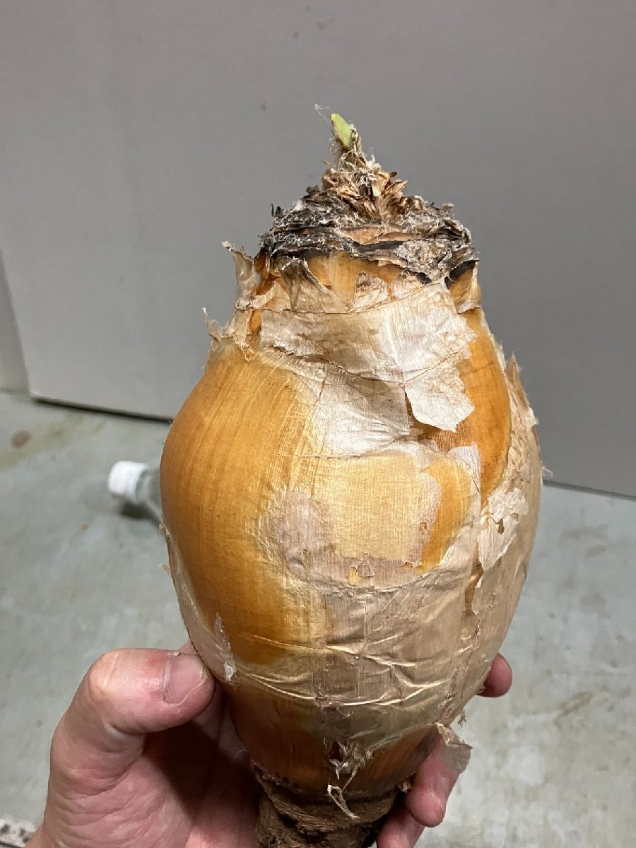 モ6976 「球根植物」ブーファン ハエマンソイデス 抜き苗【最新到着