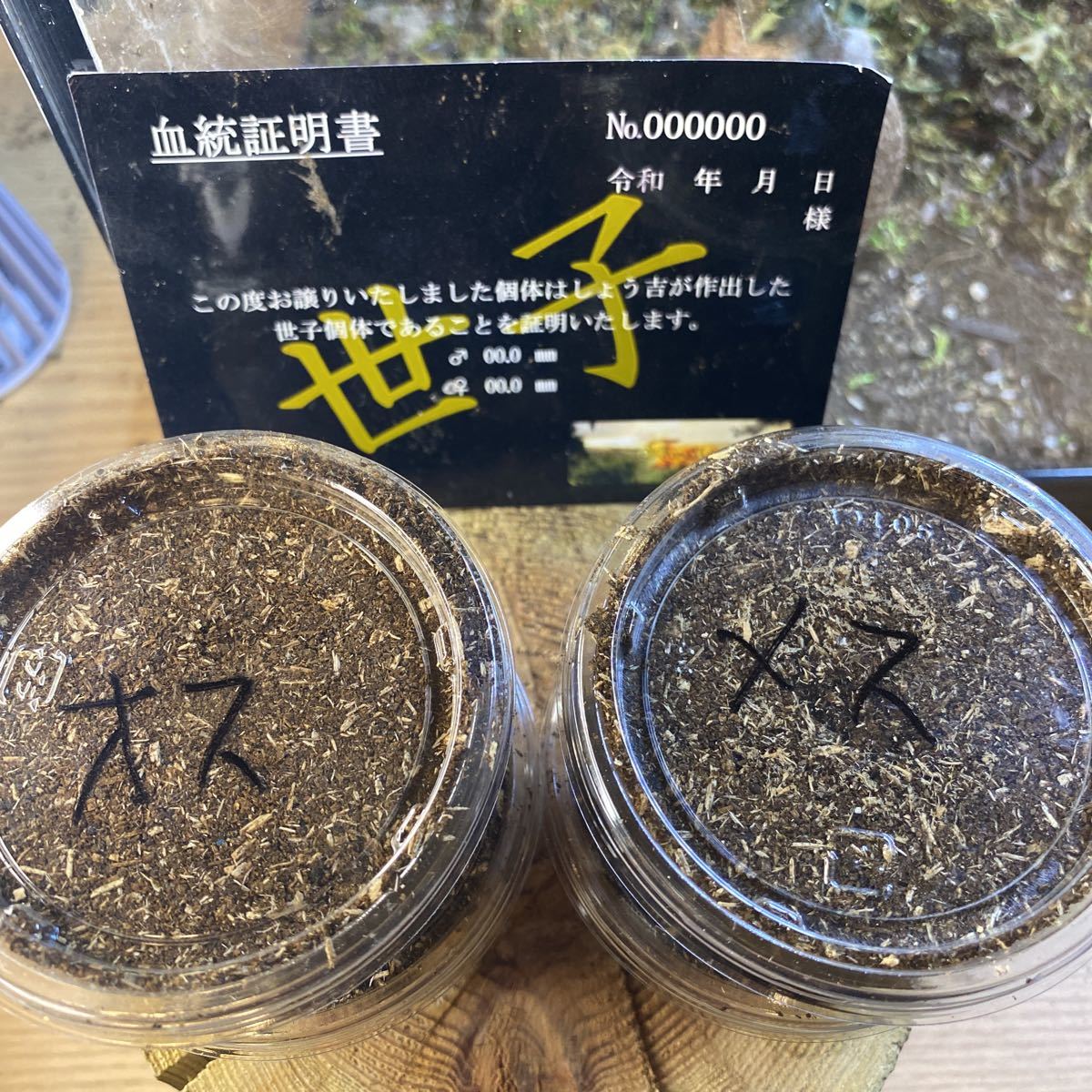 【ファミリアしょう吉】世子デルタライン　スマトラヒラタアチェ　108.1×55ミリ直仔　2令幼虫　2ペア