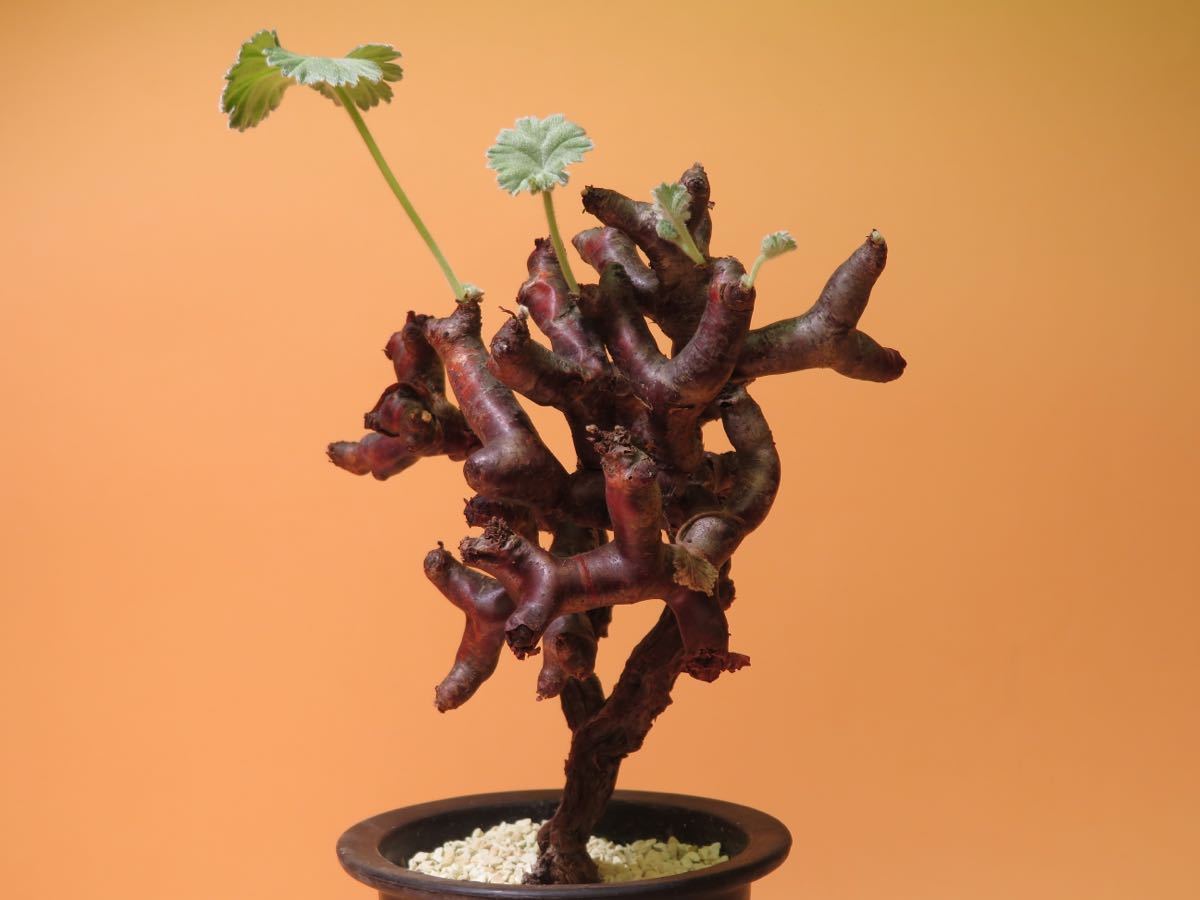 33 Pelargonium mirabile ペラルゴニウム ミラビレ サボテン 多肉植物