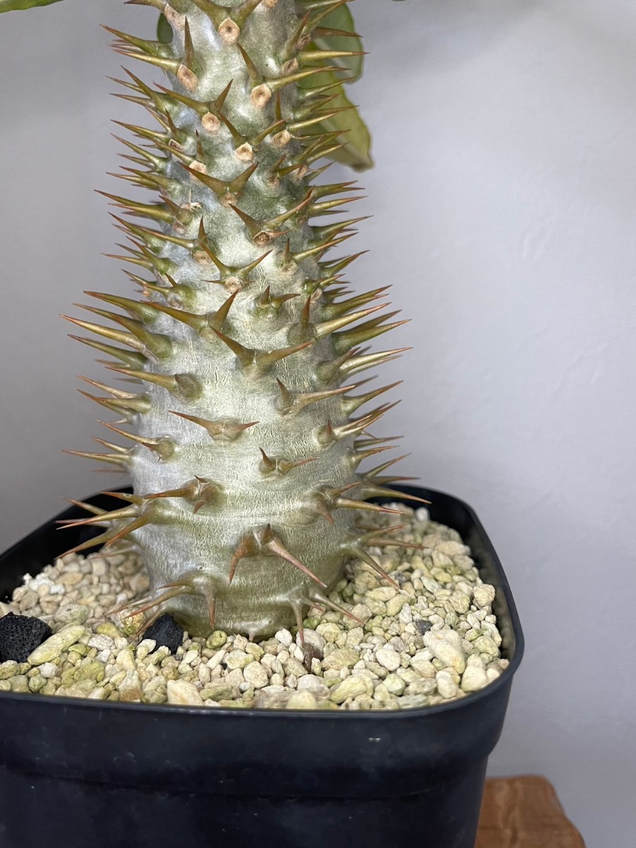 パキポディウムアンボンゲンセ