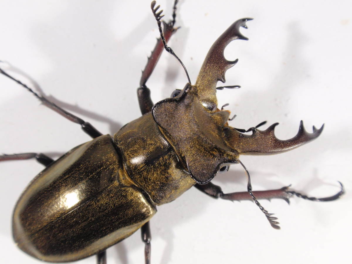 ◆◆ No.37 ウェムケン ミヤマ 新成虫 大型♂ 47.4mm ペア ◆◆