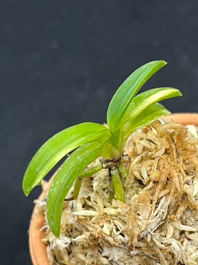 富貴蘭 轡錦（白縞） 富貴蘭 - 友禅錦白縞 送料無料 嚇栄