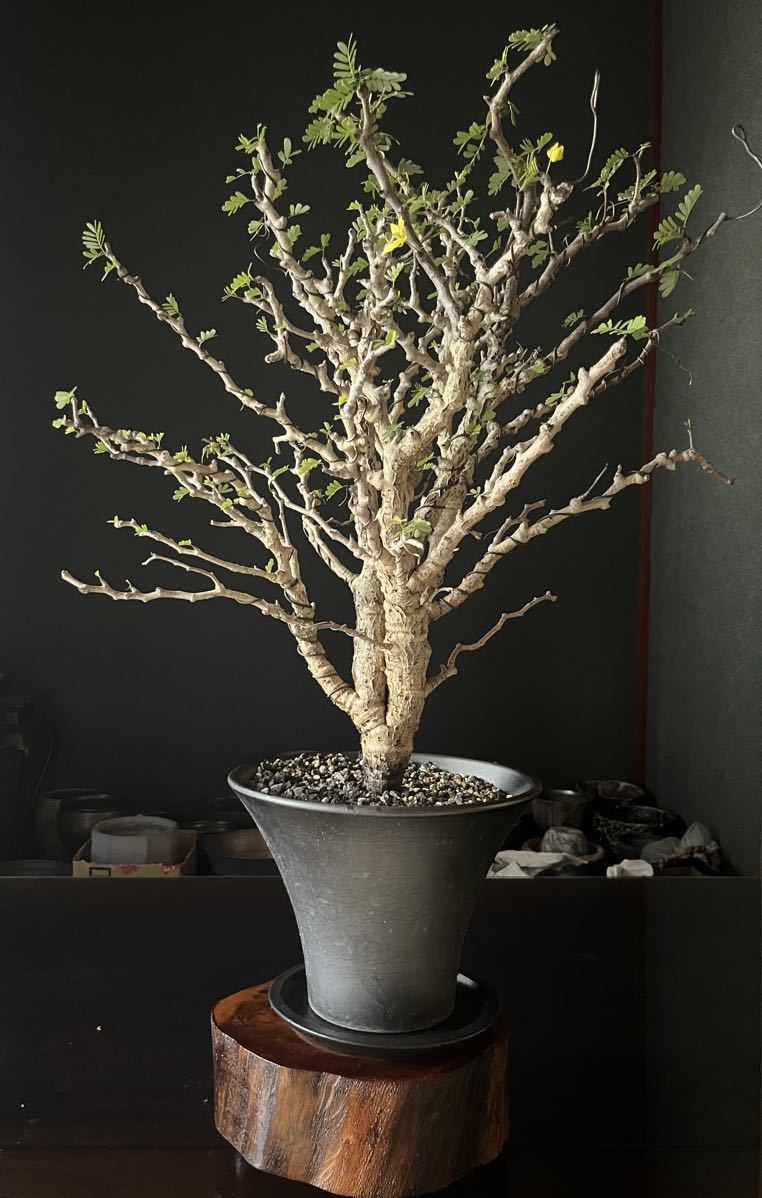 谷嵐山鉢 盆栽鉢 ミニ鉢 4点セット 谷嵐山鉢 盆栽鉢 ミニ鉢 4点セット