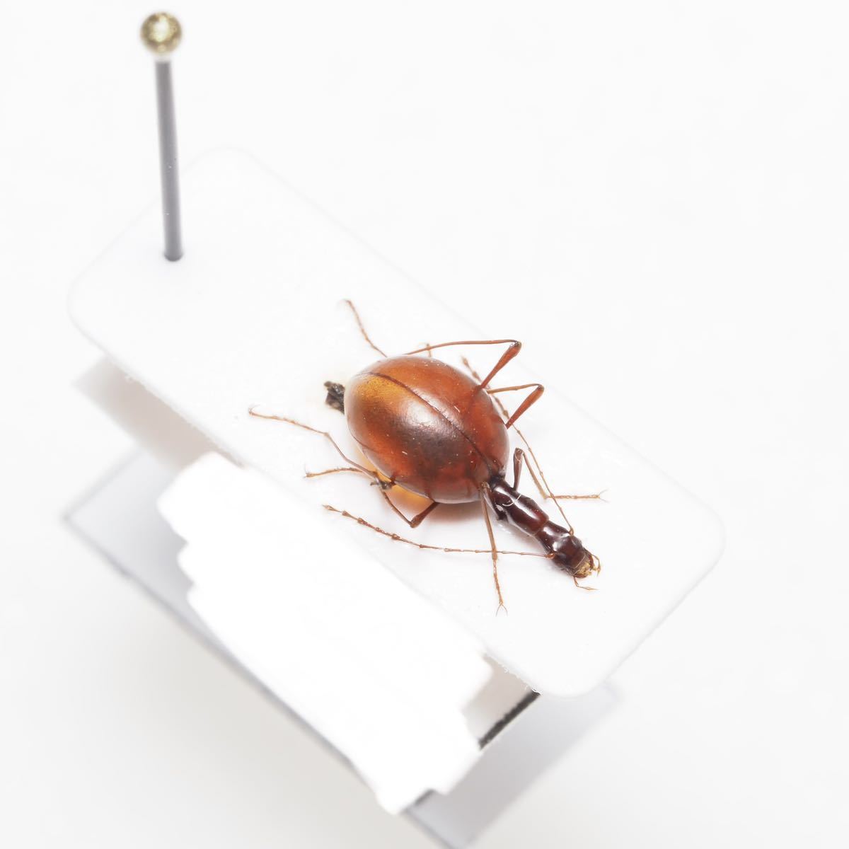 スロベニアのハラボテメクラチビシデムシ メクラチビゴミムシ 標本