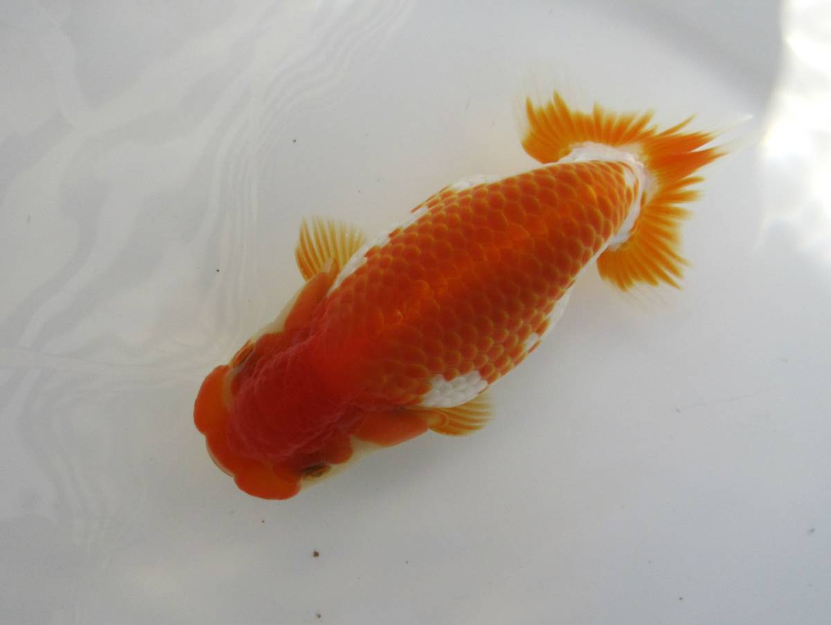 天明らんちゅう】□□□厳選本命魚□□ □特選魚□ 太い 当歳 止めの 