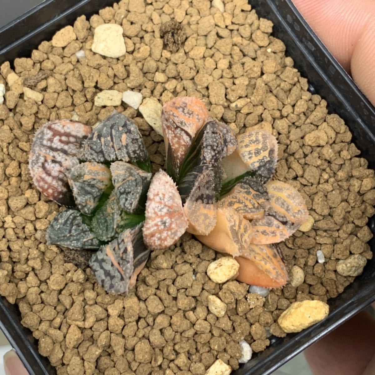 ハオルチア 多肉植物 | - Haworthia モルドール錦 メルカリ 