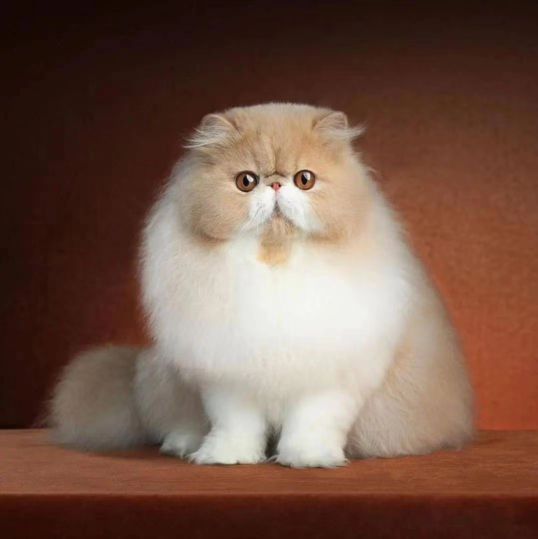 1円即決相互評価まとめ買い注意　フリー素材　写真素材　画像データ 3_1