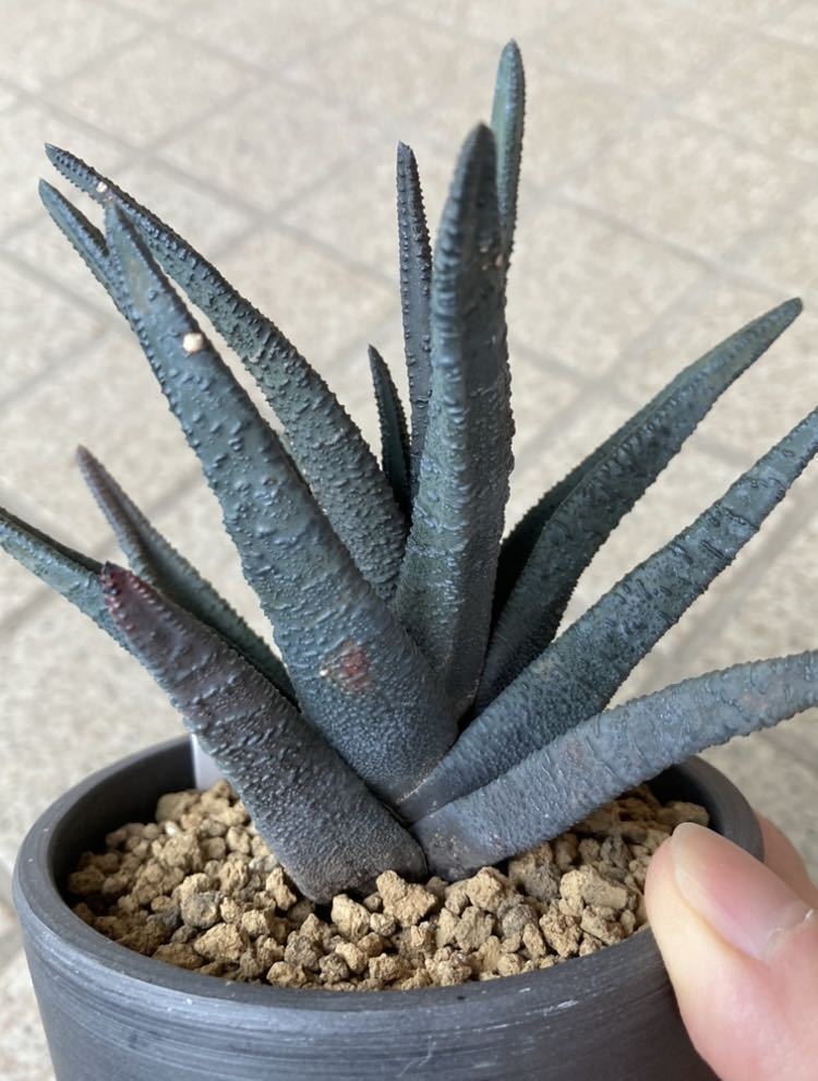 ソルディダ ハオルチア 実生3年 0 実生1年 多肉植物 ハオルチア実生