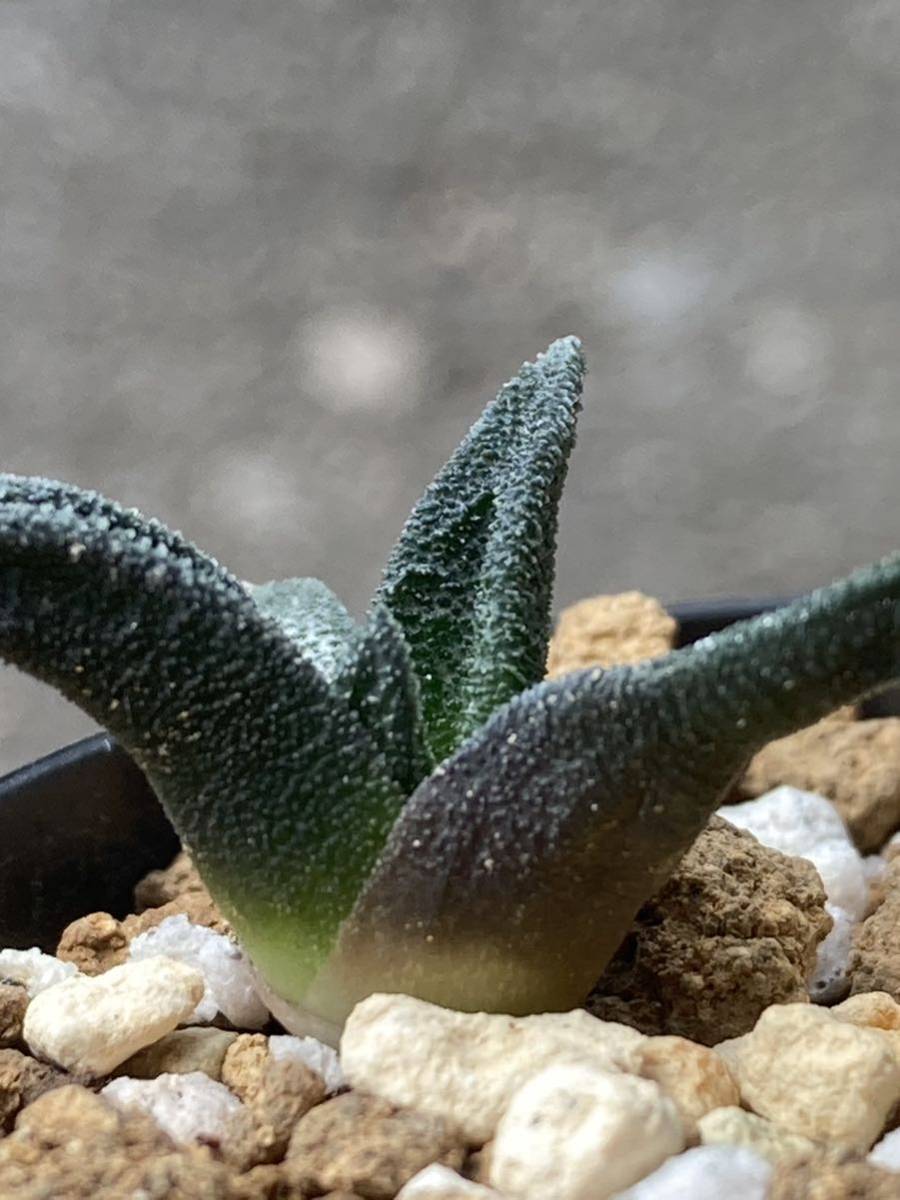 ソルディダ ハオルチア 実生3年 0 実生1年 多肉植物 ハオルチア実生