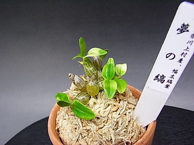 長生蘭 セッコク 山野草 富貴蘭 - ♪山野草、セッコク、長生蘭 Yahoo