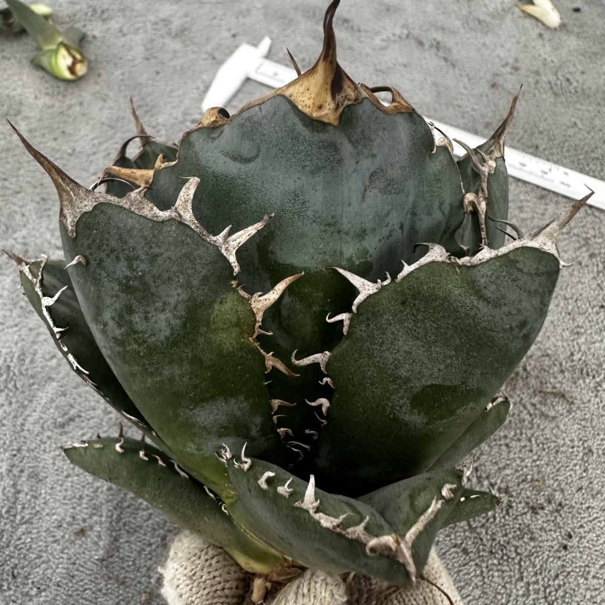 M71 白鯨親株 スーパーワイドリーフ アガベ チタノタ agave titanota