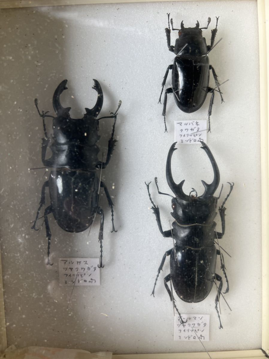 昆虫標本 8ケース クワガタ標本 8体セット 展示ケース付き 9体セット