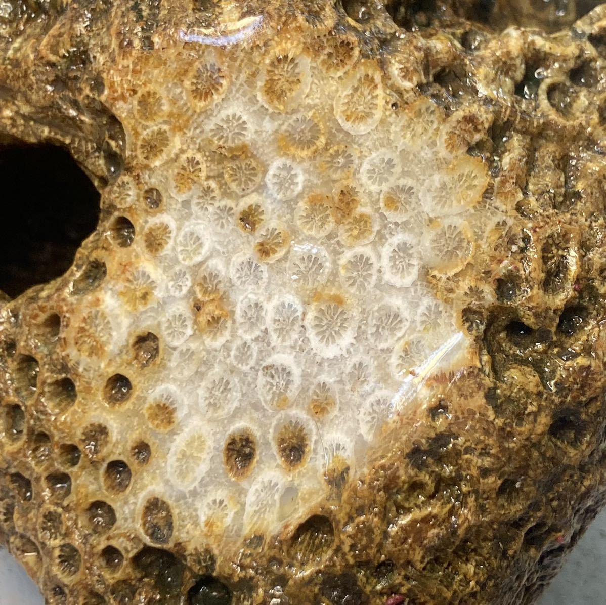 インドネシア　ジャワ島産超巨石天然フォシルコーラル原3.04kg［珊瑚の化石］激レア石^ ^