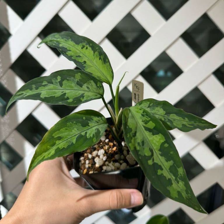 LA便ネームド株 緑四色◇ Aglaonema pictum tricolor “緑四色