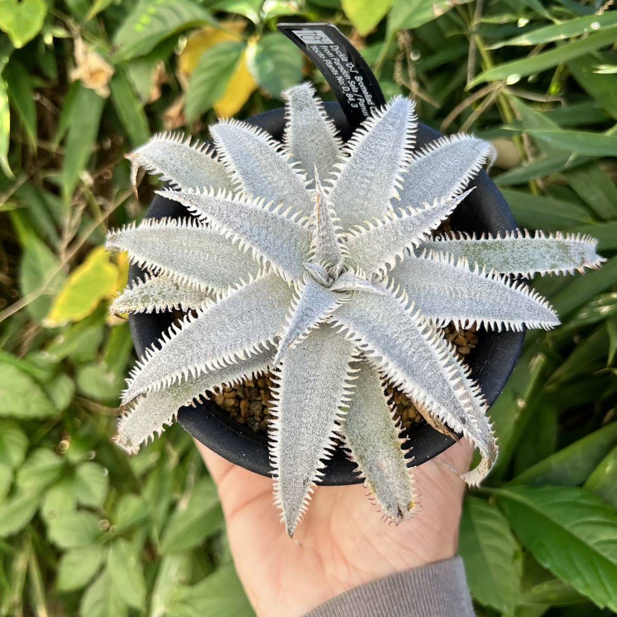 Dyckia’O-J’ Paradon hyb. ディッキア yoctoplants