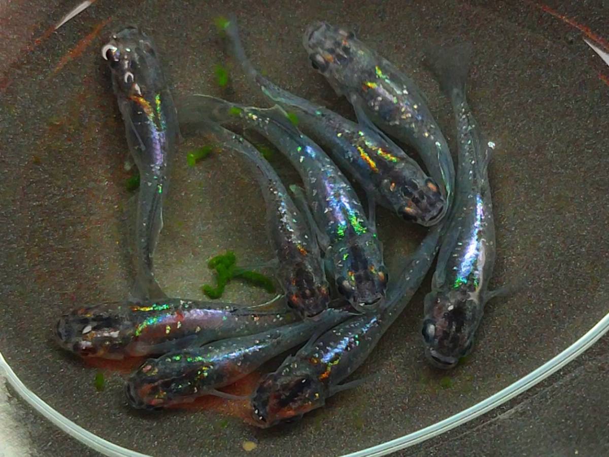 ★本家【畑めだか】成魚 スーパー魔王改 メダカ 10匹＋α