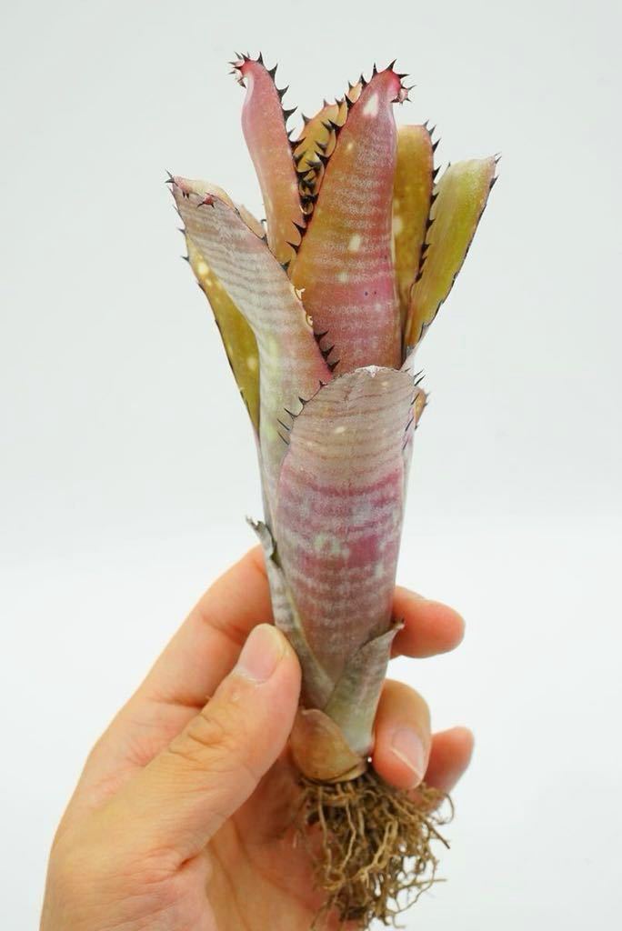 Billbergia 'Kahakai' Dennis Heckart hyb ビルベルギア ブロメリア