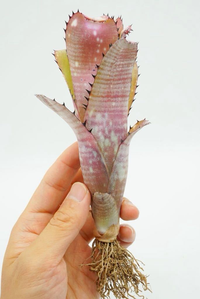 Billbergia 'Kahakai' Dennis Heckart hyb ビルベルギア ブロメリア