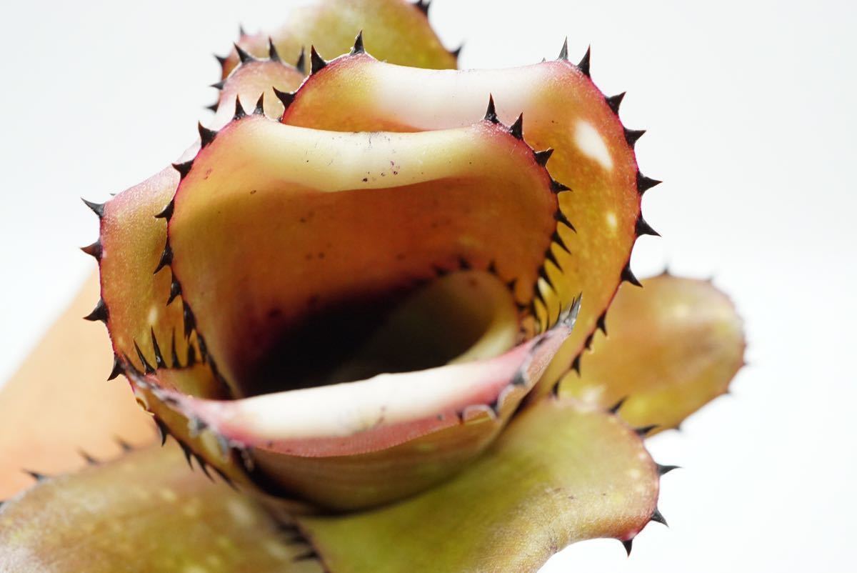 Billbergia 'Kahakai' Dennis Heckart hyb ビルベルギア ブロメリア