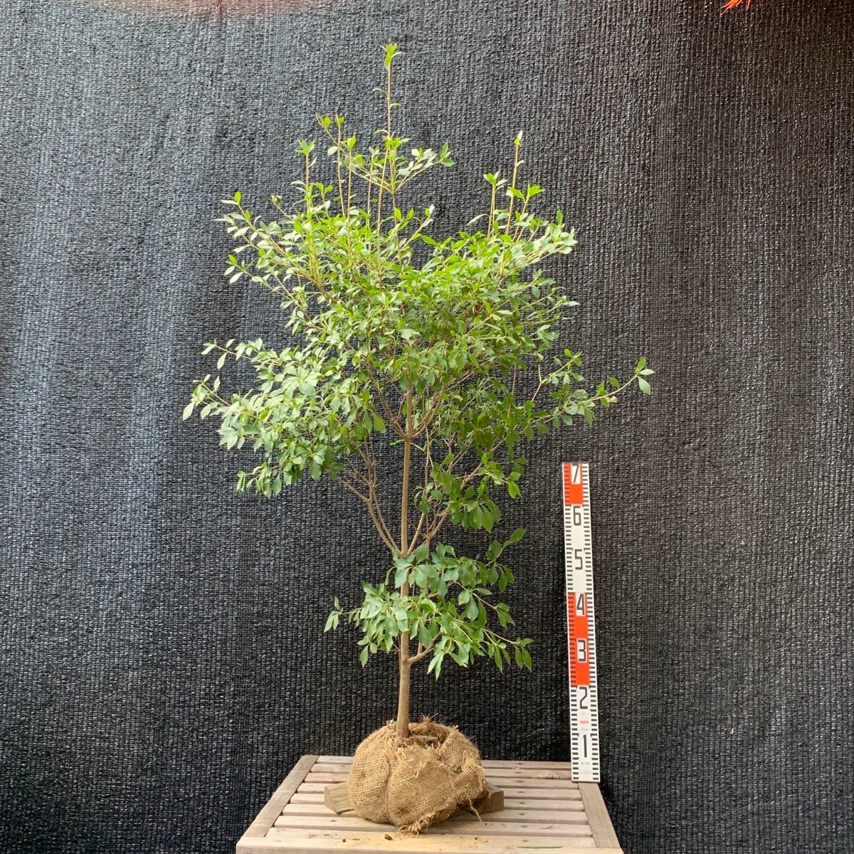送料込み。山採りドウダンツツジ。-古中国火鉢海鼠釉薬粋なメダカ鉢 70