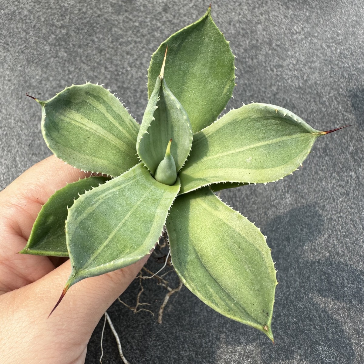 T206 アガベ チタノタ agave サルミアナ リップルエフェクト復輪錦