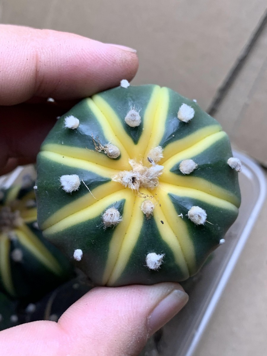 サボテン アストロフィツム ドーナツ兜 スイカポケット 兜錦実生 特選