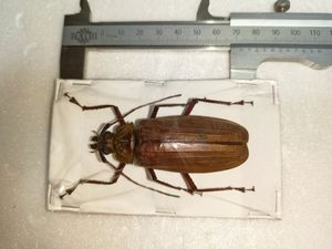 カミキリのYahoo!オークション(旧ヤフオク!)の相場・価格を見る｜Yahoo  