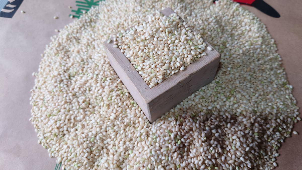 令和5年度　新米　こがね餅　30kg 無農薬、天日干し　農家直送 精米無料