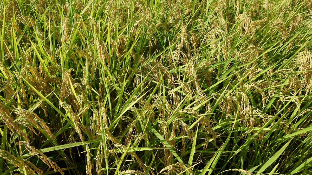 令和5年度　新米　こがね餅　30kg 無農薬、天日干し　農家直送 精米無料