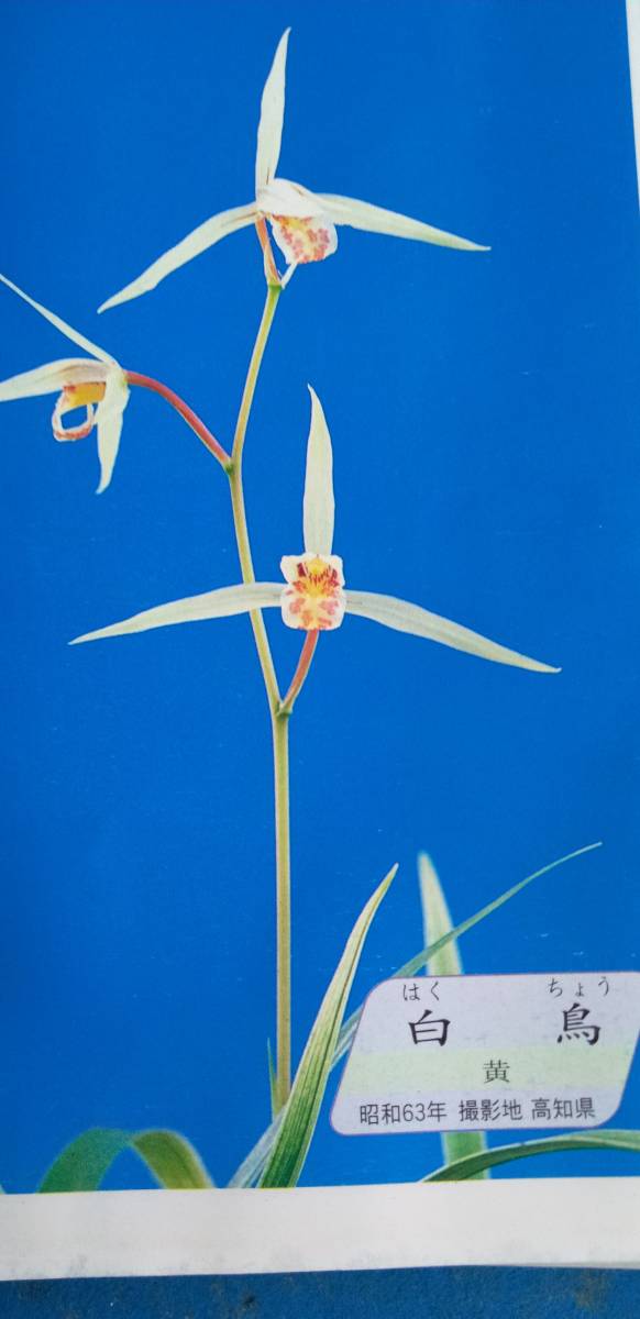 寒蘭　登録銘品・白鳥成木前回花付き　　黄　　３