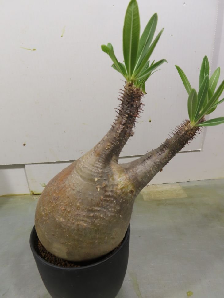 ワ0061 「塊根植物」パキポディウム グラキリス M 植え【一部発根開始・マダガスカル・gracilius・丸株】