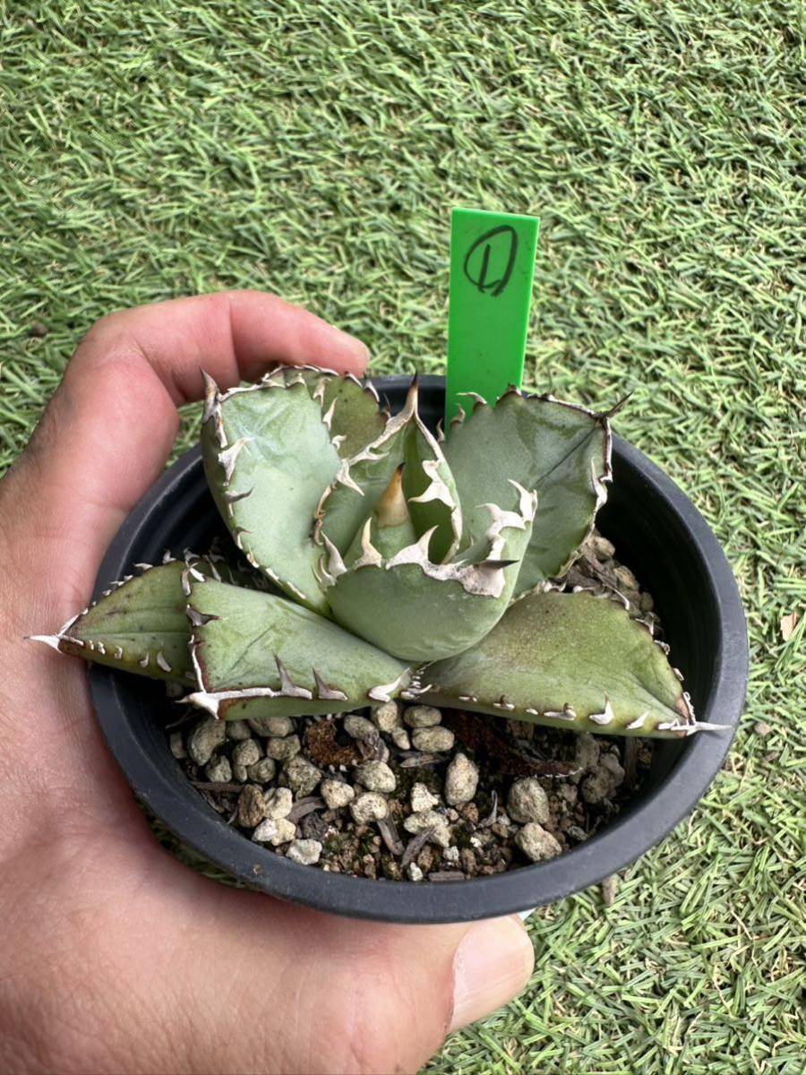 Ns- 特選実生株 アガベ オテロイ ① ⭐︎18 アガベ オテロイ 実生 美株