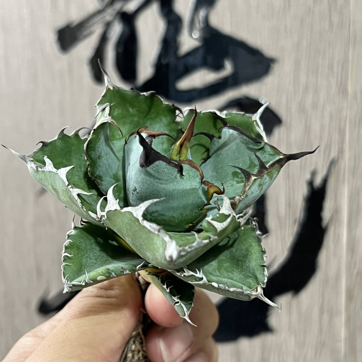 龍園觀】No.33 特選 アガベ 多肉植物 チタノタ BB ブラックアンド