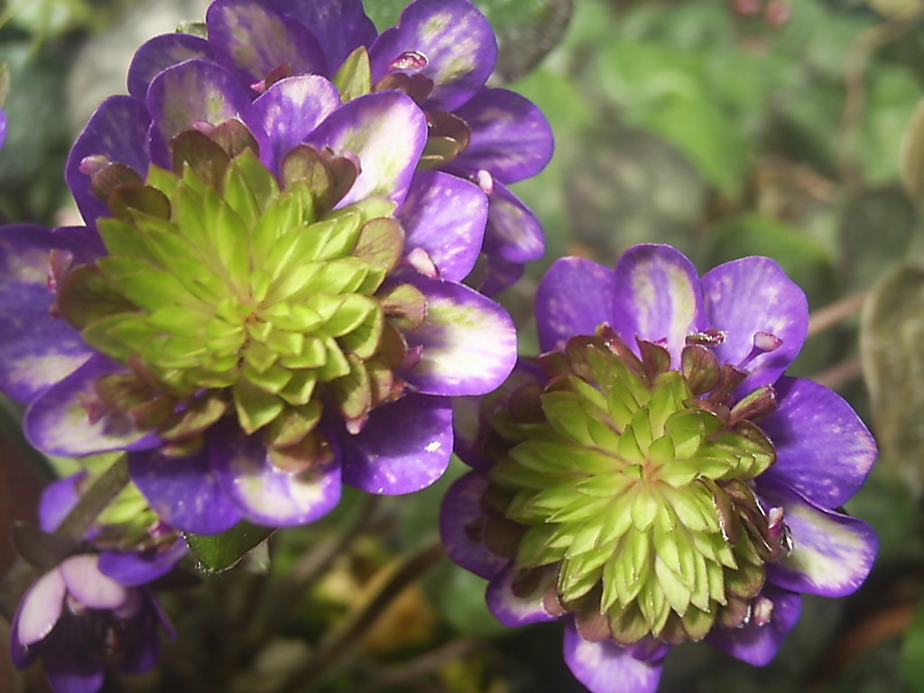 山野草 濃色八重咲きシラネアオイ 実生4年3個とコジマエンレイソウ2個