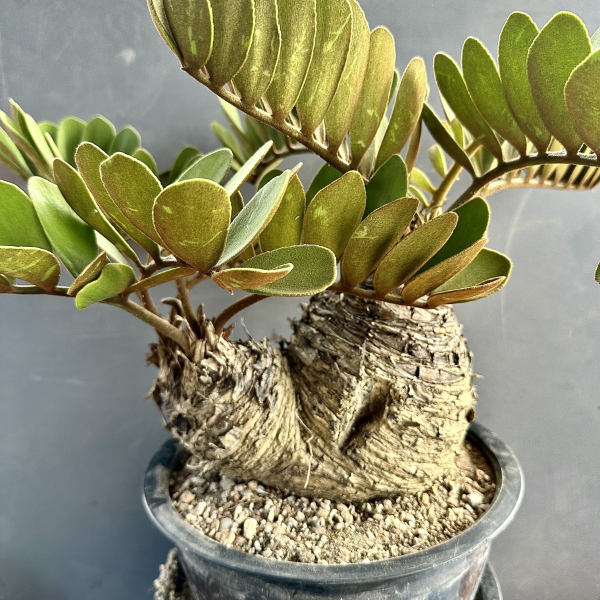 ザミア メキシコソテツ T32 希少種 レア 観葉植物 ザミア [メキシコ 