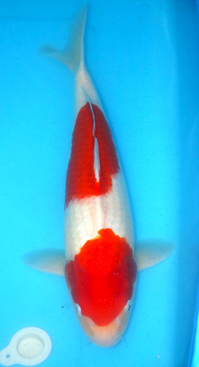 ☆妙高錦鯉　格安2歳魚市　11-7　紅白　３８センチ　　優良個体☆