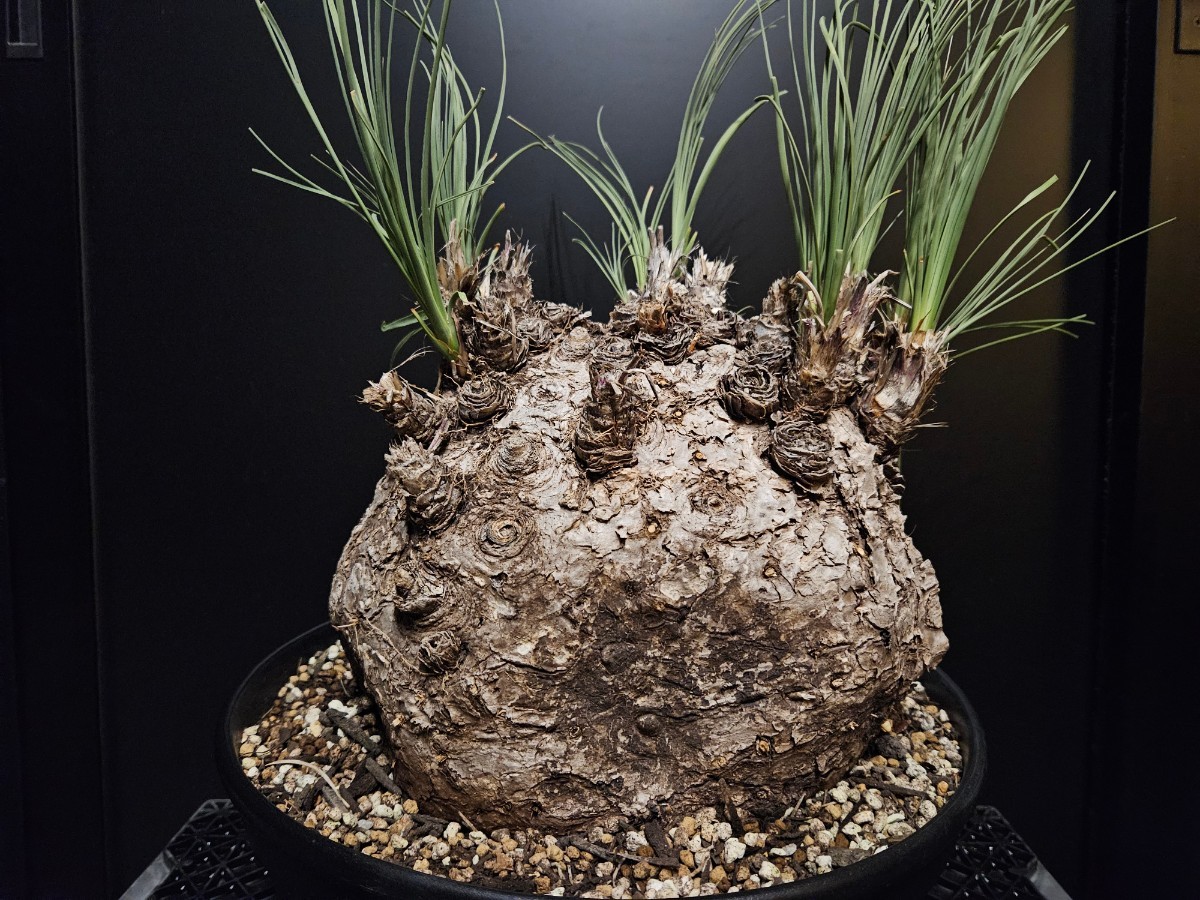 カリバナス フーケリー 71 発根済み / ユッカロストラータ ダシリリオン アガベ ヤシ サボテン 塊根植物