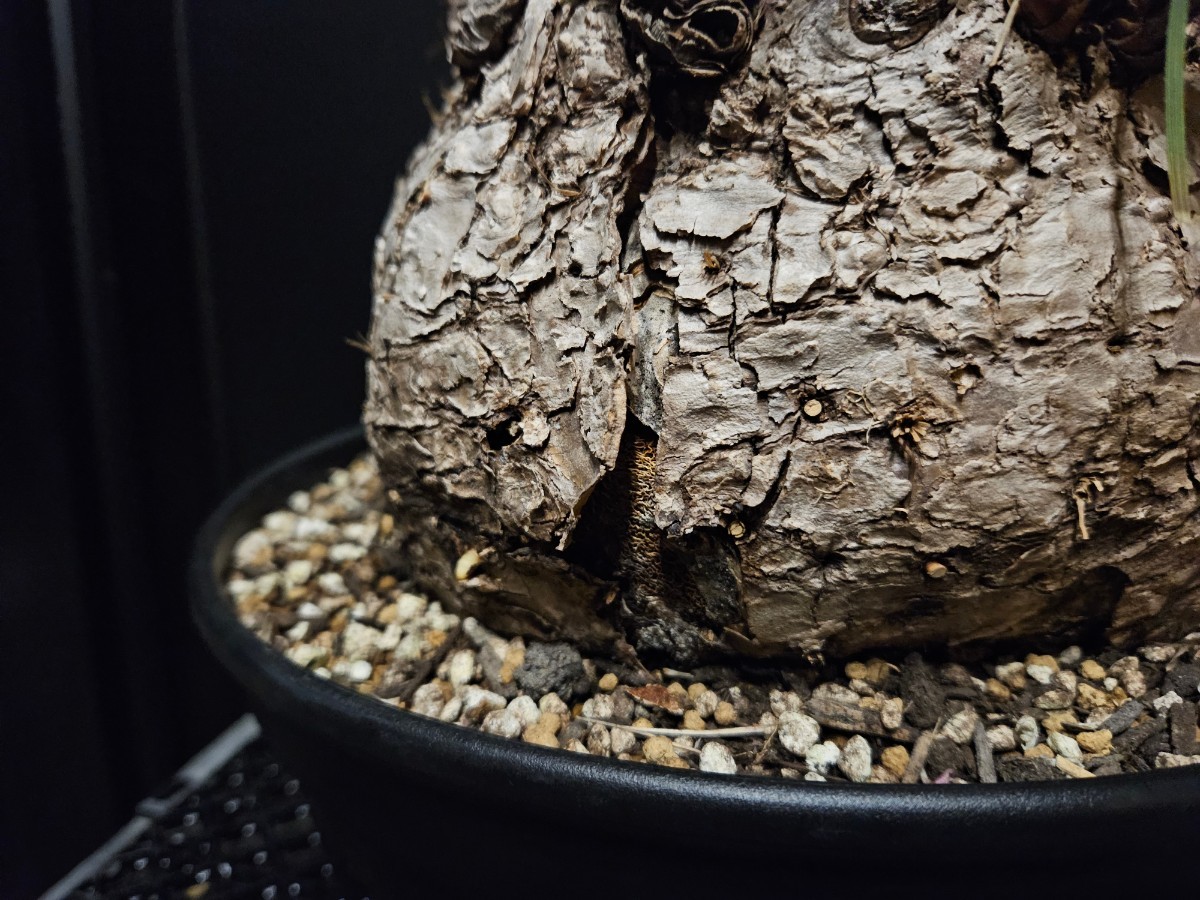 カリバナス フーケリー 71 発根済み / ユッカロストラータ ダシリリオン アガベ ヤシ サボテン 塊根植物