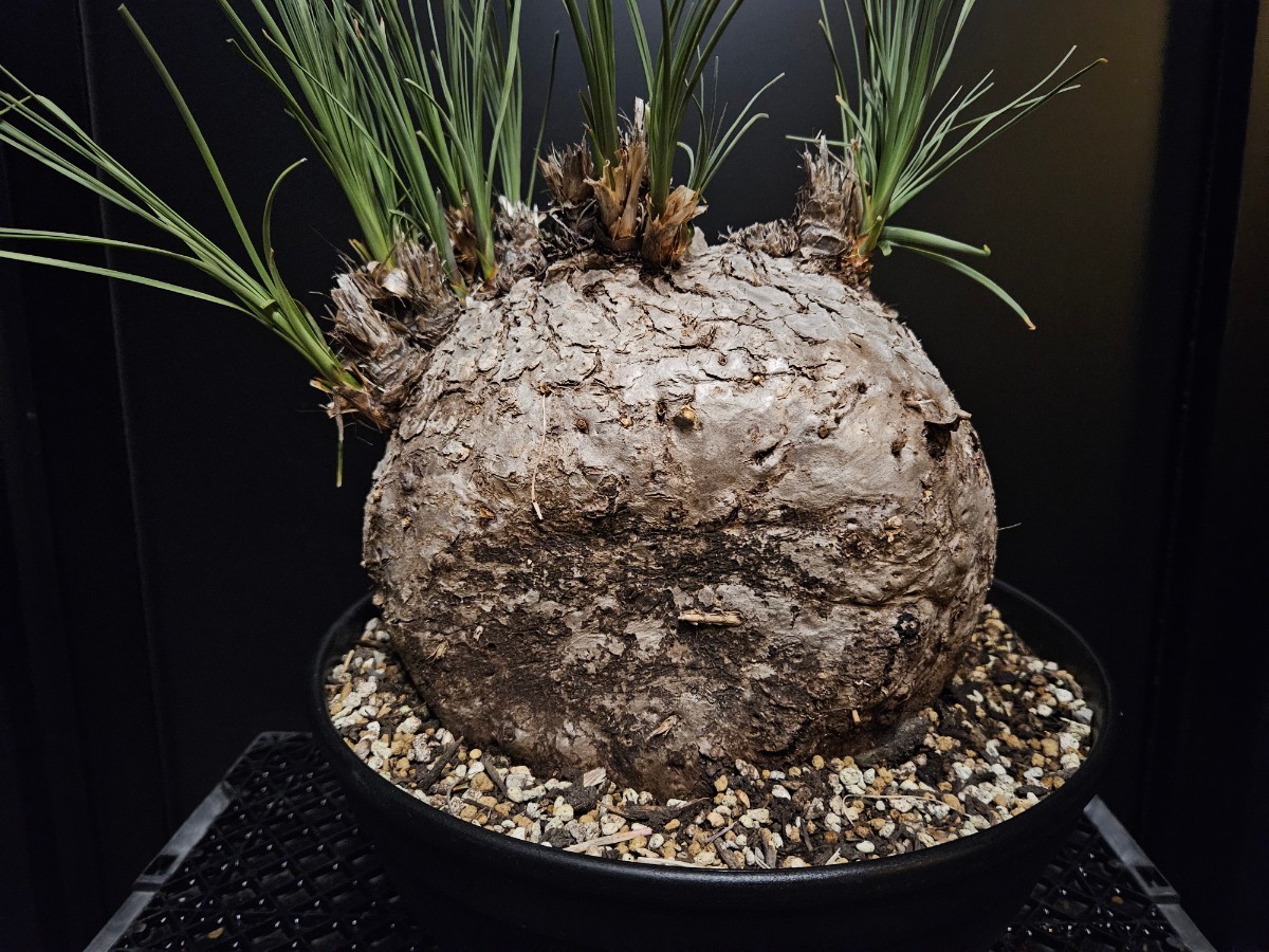 カリバナス フーケリー 71 発根済み / ユッカロストラータ ダシリリオン アガベ ヤシ サボテン 塊根植物