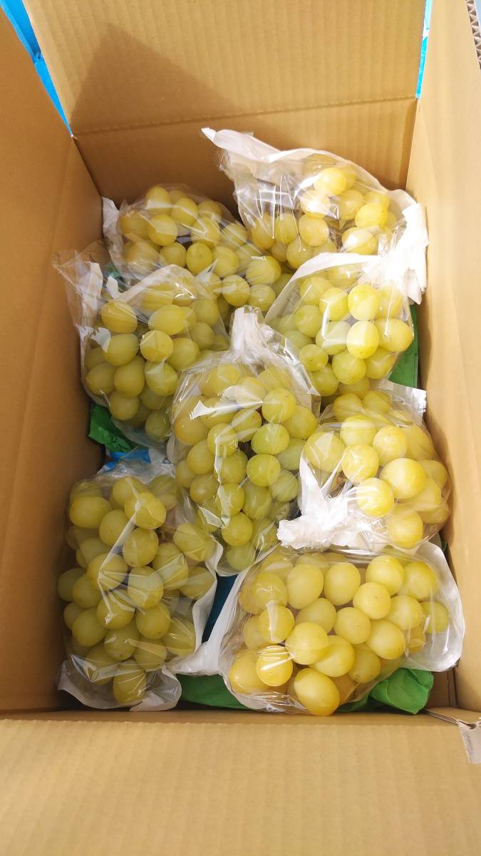 シャインマスカット 約5kg 大房 6～8房 【公式通販】
